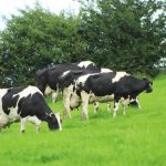 Dairy farmers hunting additional leased land this year has pushed up the price of rental ground.