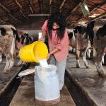 Overcapacity Plagues China’s Dairy Sector as Demand Dampens