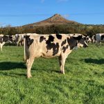 Cows from the Aytonian herd grazing in the autumn sunshine