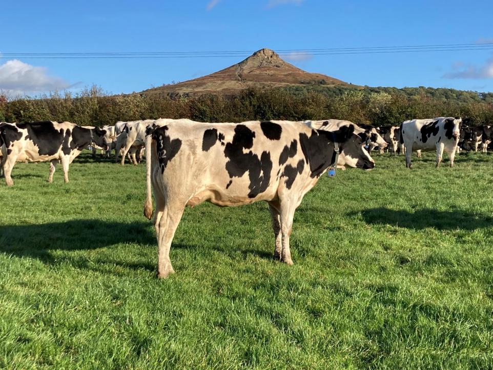 Cows from the Aytonian herd grazing in the autumn sunshine