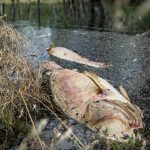 A blackwater event in South Australia's River Murray is yet to arrive despite flooding and rising temperatures.