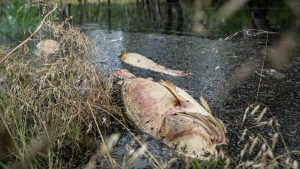 A blackwater event in South Australia's River Murray is yet to arrive despite flooding and rising temperatures.