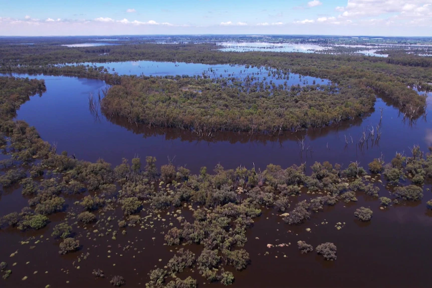 Blackwater in South Australia's swollen River Murray would threaten fish, but experts say it has environmental benefits. 