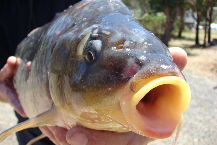 Australia's peak fish conservation charity, OzFish Unlimited, says the carp herpes virus should be released.