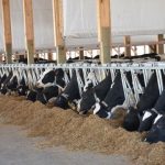 What 2023 will look like for dairy farmers