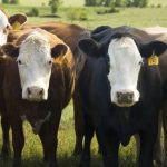 A rise in beef prices is expected into the spring.