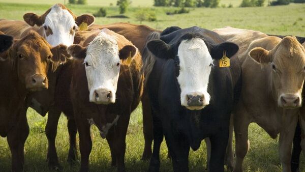 A rise in beef prices is expected into the spring.