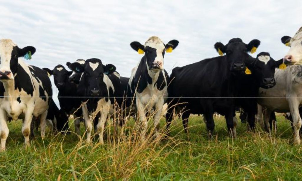 Wisconsin dairy farm