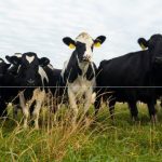 Wisconsin dairy farm