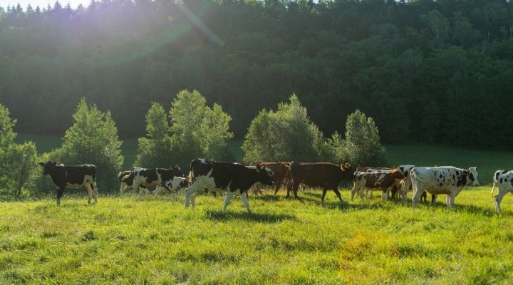 farms