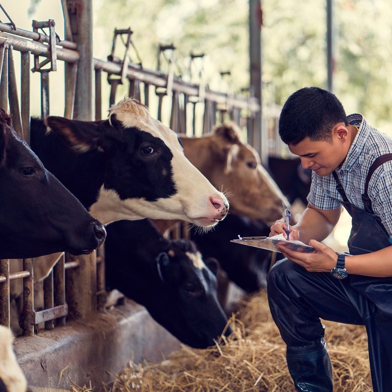 Farmers are recording details of each cow on the farm.