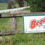 Dairy processor Bega Cheese says it was not expecting such a rapid jump in farmgate milk prices.