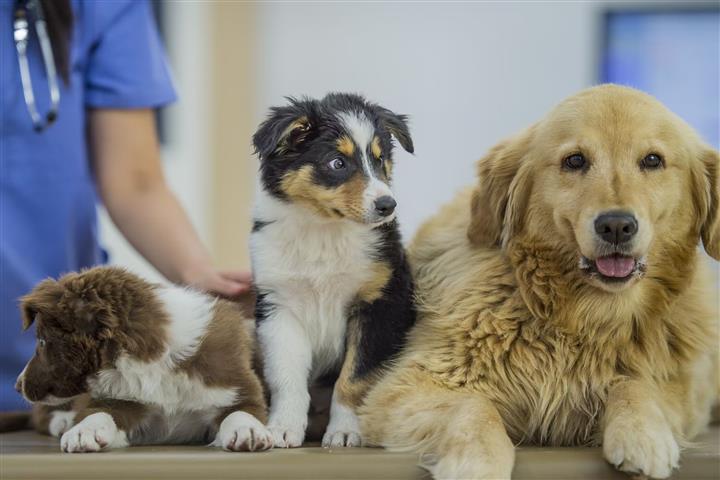 Chinese Dairy Giant Mengniu Invests in Pet Hospital Chain Pre-IPO