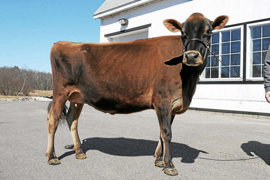 Karlie, a 3-year-old Jersey cow owned by Arethusa Farms in Litchfield.