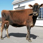 Karlie, a 3-year-old Jersey cow owned by Arethusa Farms in Litchfield.