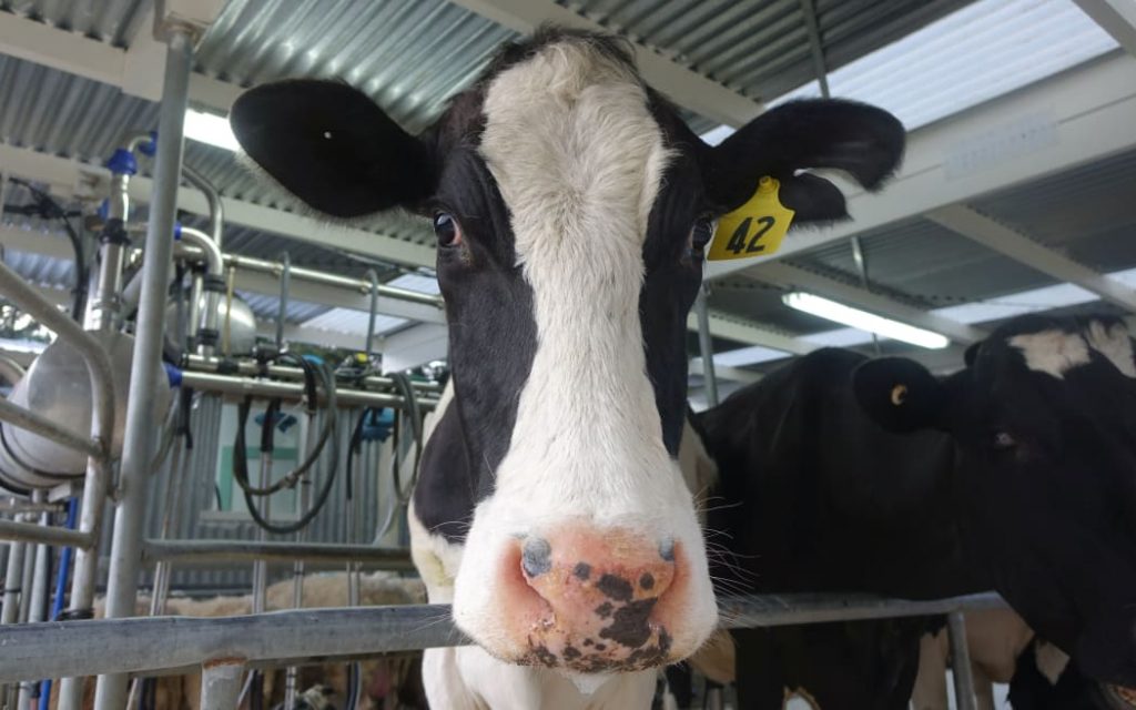 DairyNZ's farm performance manager, Sarah Speight, says dairy farmers need power to keep their milking sheds running and some in Northland are now relying on generators.