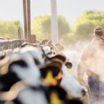 Dairy farmers to be worst-hit as farmer profits set to plummet in 2023 – USDA