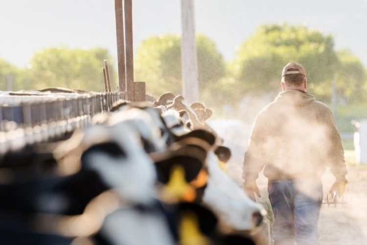 Dairy farmers to be worst-hit as farmer profits set to plummet in 2023 – USDA