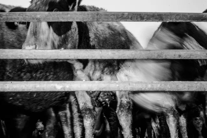 Cows in Dane County.