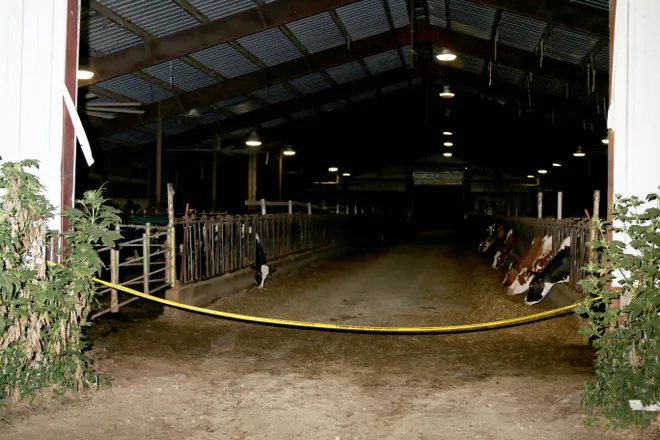 A cow barn at D&K Dairy on the night of Jefferson’s death.