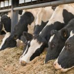 Farmers can do a lot to mitigate forth coming milk price reductions