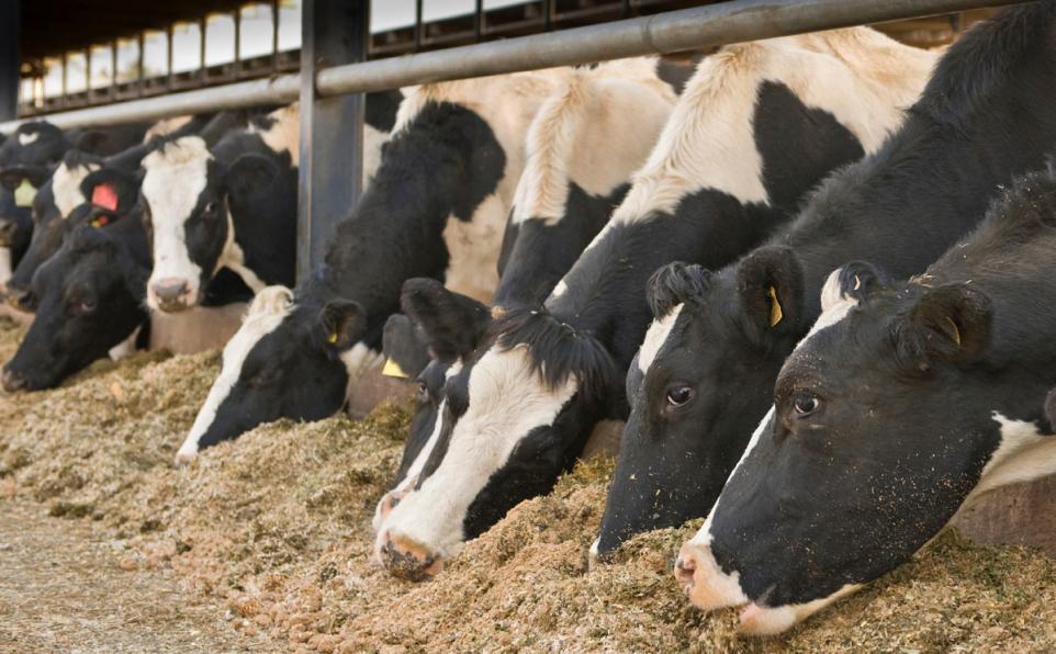 Farmers can do a lot to mitigate forth coming milk price reductions