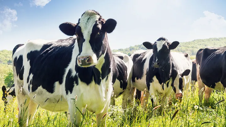 Cows are the top dairy animal in the U.S. Other dairy animals include goats, sheep and buffalo. 