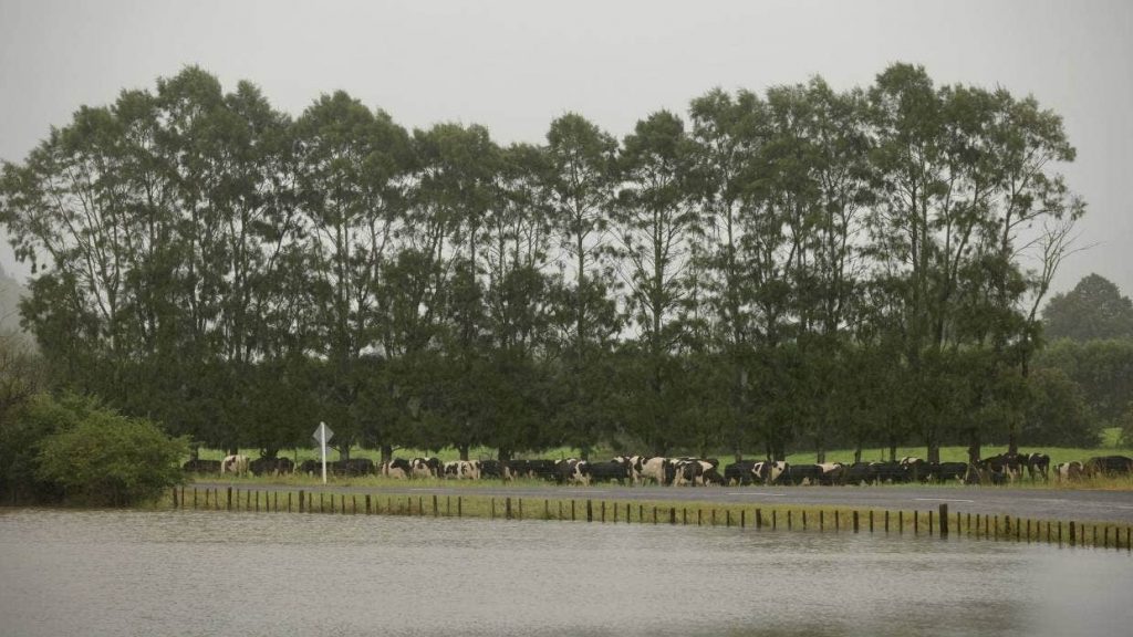 KELLY HODEL/STUFF Cows that aren’t milked because a farm has no power can develop mastitis.