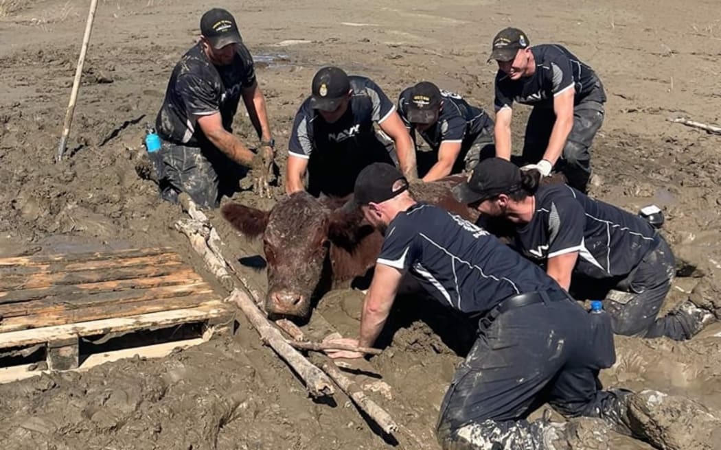 Lucky for this cow the Navy spotted it deep in the mud as they were travelling past, near Napier, and were able to free it. 