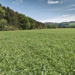 The growing cost of peas is about £102 per tonne of utilised dry matter.