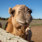 A camel in a pen at Humpalicious, in Robe SA. (ABC: Robert Davies)