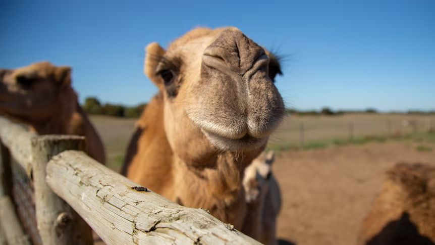 A camel in a pen at Humpalicious, in Robe SA. (ABC: Robert Davies)