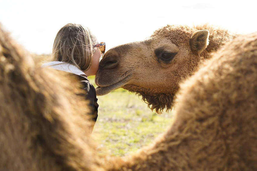 Ms Hill wants to keep her business small so she can make sure all her camels are healthy and happy. (ABC South East SA: Bec Whetham)