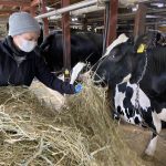 Japan Sees Fewer Dairy Farmers amid High Feed Costs