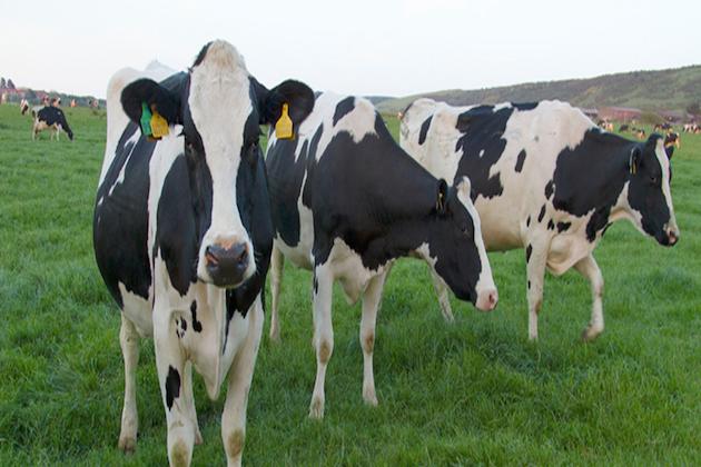 Milk prices falling in Ireland after drop in demand