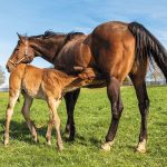 Milking Mares and Maintaining Milk Production