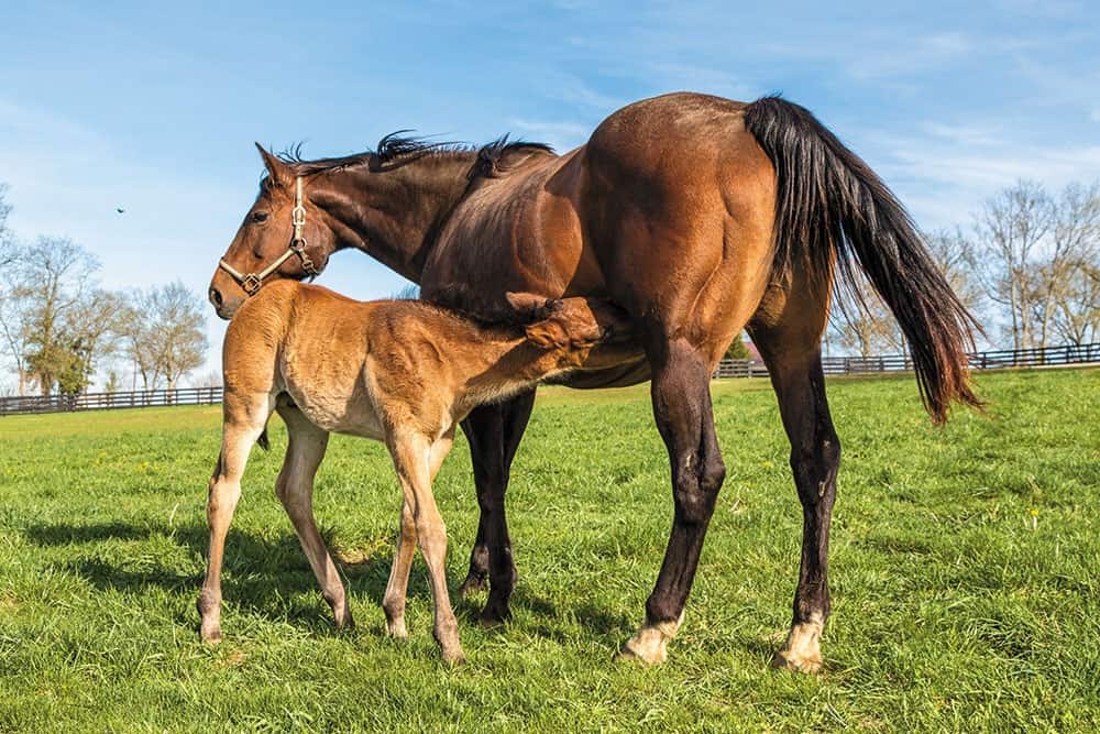 Milking Mares and Maintaining Milk Production