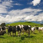 Cattle farm in New Zealand © GettyImages/4FR