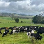 Neville Thorne’s 420-cow herd calve in the autumn, ensuring he and his staff get plenty of time off to enjoy the summer weather.