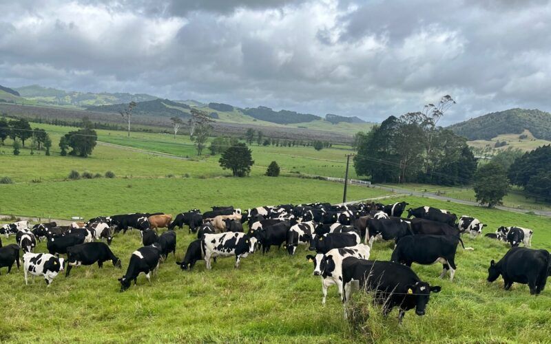 Neville Thorne’s 420-cow herd calve in the autumn, ensuring he and his staff get plenty of time off to enjoy the summer weather.