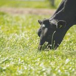 New research shows that feeding cows plantain can reduce nitrogen leaching from dairy farms by 20 to 60%.