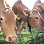 States of Guernsey provides dairy farmers with further emergency financial support