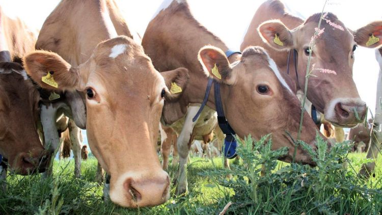 States of Guernsey provides dairy farmers with further emergency financial support