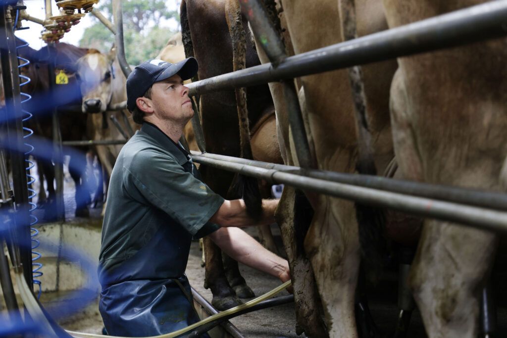 The herd is milked twice a day through spring before switching to once a day in mid December when the summer dry sets in Sam in the milking shed during afternoon milking