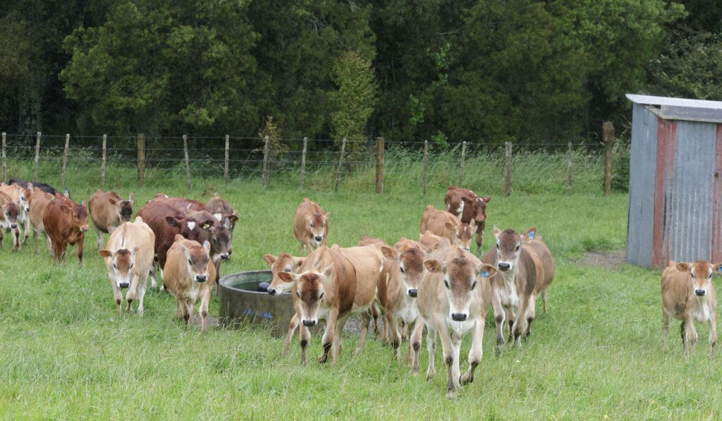 Calving starts on July 10 and Sam keeps 30 replacement calves and approximately 20 bull calves to 100kg which are then sold at the saleyards