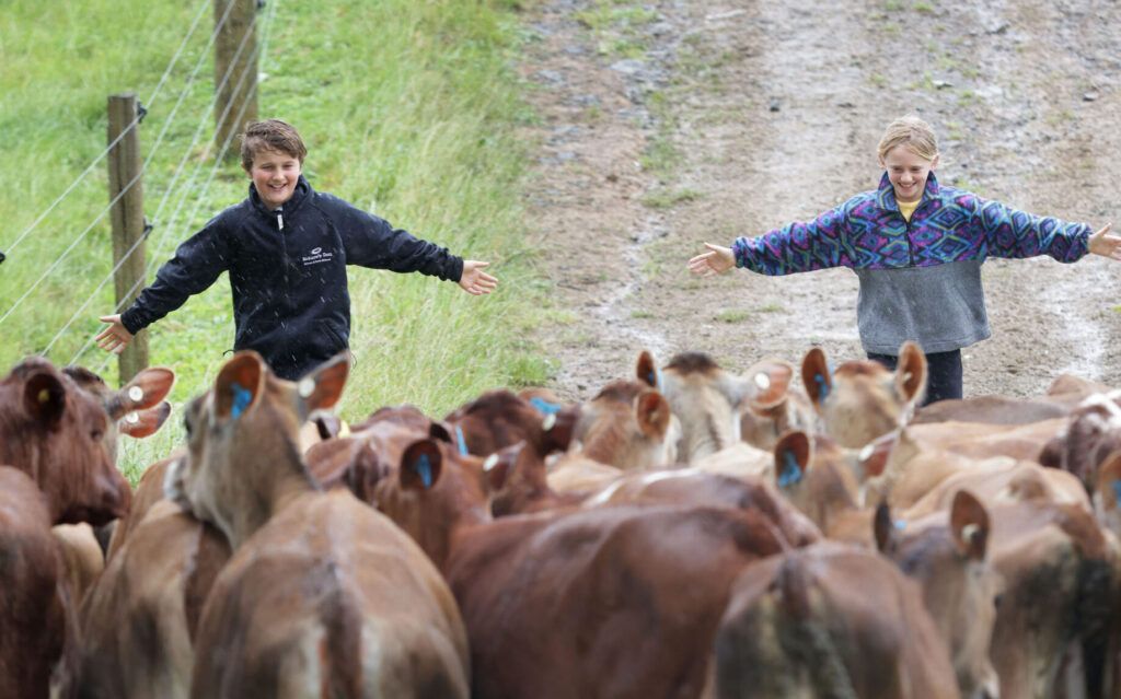 Students Rourke van der Linden from Weymouth Primary School and Sky Ryan who is home schooled get some hands on experience and help shift the calves to a new paddock