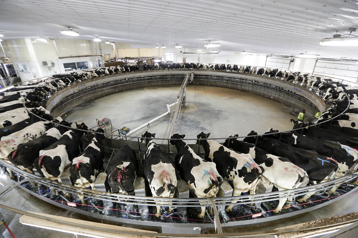 The Average Dairy Farm Has Only Turned a Profit Twice in the Past 20 Years1