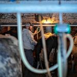 Damien Boomhower does the morning milking at Bittersweet Valley Farm in Fairfield, Vt., on Tuesday, Feb. 7, 2023. (VtDigger - Glenn Russell) VtDigger photos – Glenn Russell