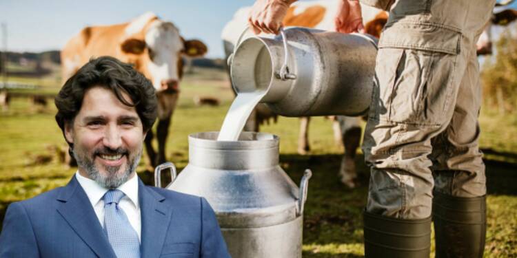 Trudeau’s vegan push is killing dairy farmers in Canada