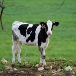 A Holstein calf is seen at Alfred Brandt's dairy farm, which has been in his family since 1840 and has been affected by the industry's supply chain disruptions created by the coronavirus disease (COVID-19), in Linn, Missouri, U.S. April 28, 2020. Brandt, along with other U.S. dairy farmers, has seen a drop in milk prices and has been forced to dump excess milk as a result of the closure of schools, restaurants and coffee shops. REUTERS/Whitney Curtis/File Photo